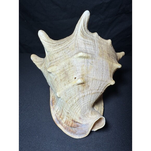 Queen Helmet Conch Sea Shell Cassis Cornuta 9" Nautical Coastal Decor 2.1 lbs - Picture 4 of 12